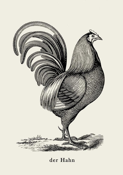 Antique Red Rooster Poster - Vintage Illustration Fine Art Print