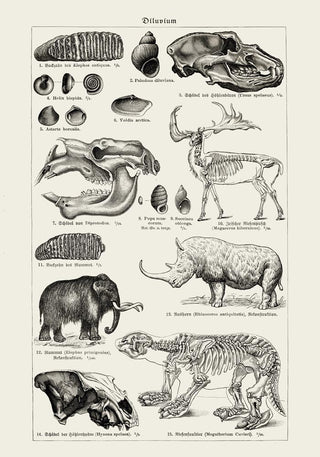 Antique Diluvium Animals – Prehistoric Poster | Fine Art | Canvas