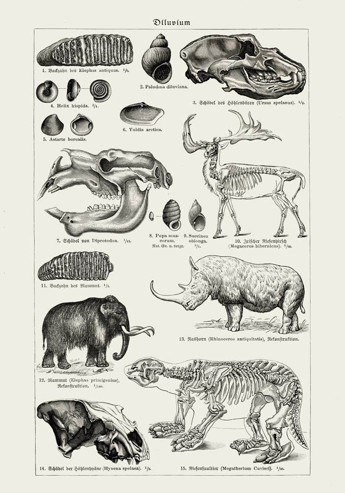 Antique Diluvian Animals – Prehistoric Poster | Fine Art & Canvas — Ansicht 3