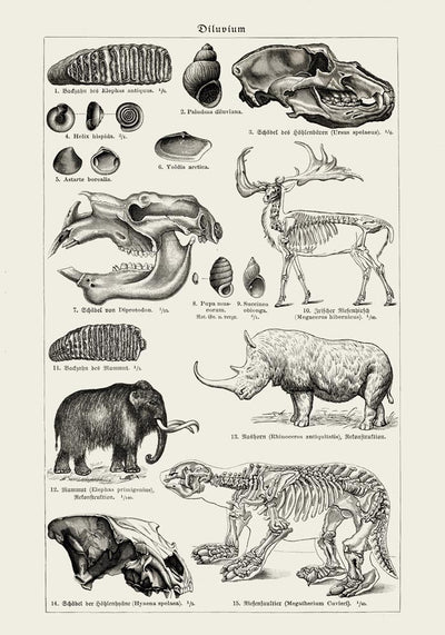 Antique Diluvium Animals – Prehistoric Poster | Fine Art & Canvas