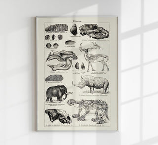 Naturkundliches Vintageposter „Antique Diluvium Animals“ mit prähistorischer Tierdarstellung im Archiv-/Chart-Stil, als Kunstdruck in verschiedenen Größen, ohne Rahmen.
