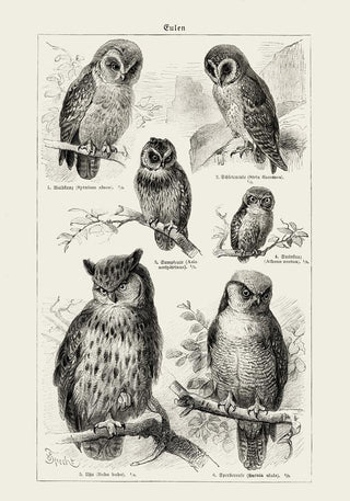 Antique Owl Poster – Fine Art Print | Vintage Motiv | 2 Materialien