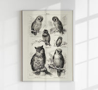 Antique Owl Poster – Fine Art Print Vintage Motif Paper Print or Canvas — Ansicht 1