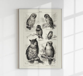 Vintage Fine Art Print „Antique Owl Poster“ auf 225g Fine Art Paper oder 380g Canvas, in A3 bis A0/B0, ohne Rahmen – ruhige Wandkunst im Archivstil.
