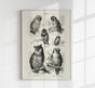 Antique Owl Poster – Fine Art Print Vintage Motif Paper Print or Canvas