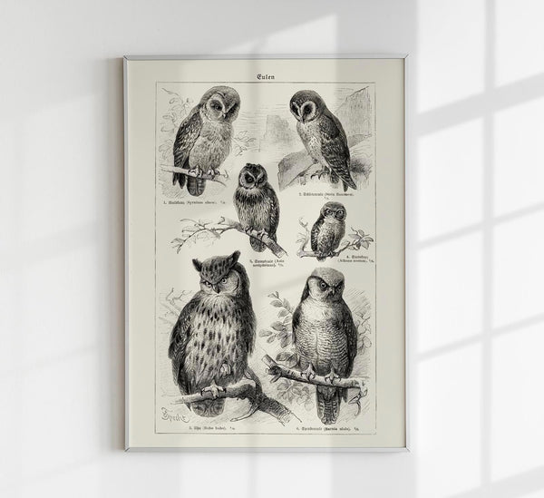 Antique Owl Poster – Fine Art Print Vintage Motif Paper Print or Canvas