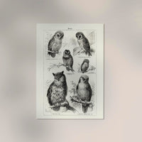 Antique Owl Poster – Fine Art Print Vintage Motif Paper Print or Canvas — Ansicht 2