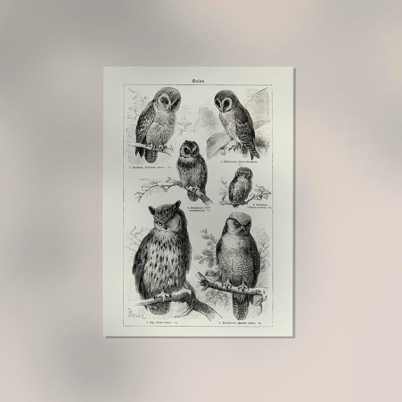 Antique Owl Poster – Fine Art Print Vintage Motif Paper Print or Canvas — Ansicht 2