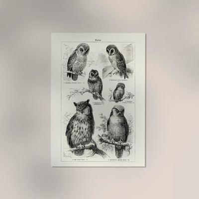 Antique Owl Poster – Fine Art Print Vintage Motif Paper Print or Canvas