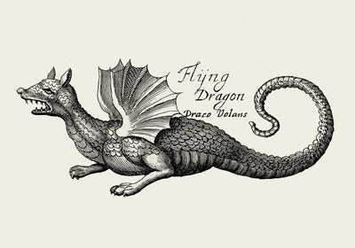 Antique Flying Dragon Vintage Myth Poster | Fine Art & Canvas | Patroa Studio