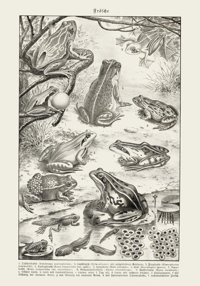 Frog Poster – Vintage Illustration Kunstdruck
