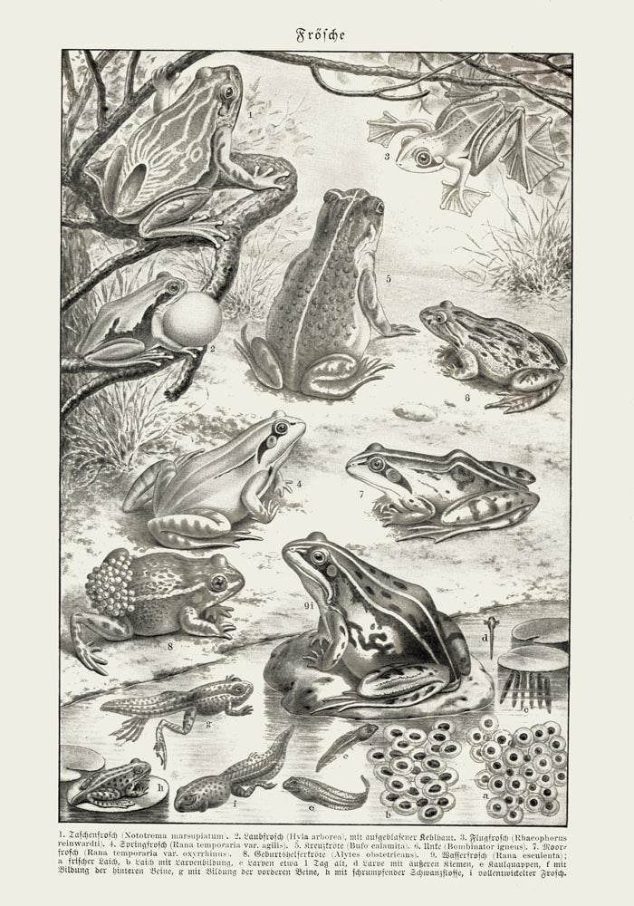 Frog Poster – Vintage Illustration Kunstdruck — Ansicht 3