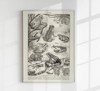 Frog Poster – Vintage Illustration Kunstdruck — Ansicht 1
