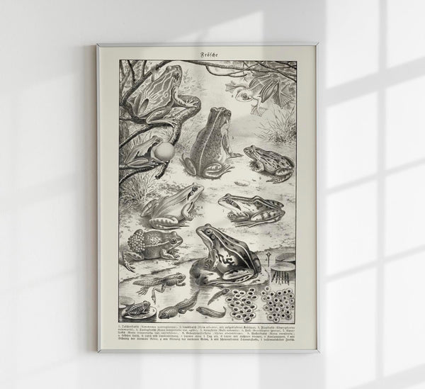 Frog Poster – Vintage Illustration Kunstdruck