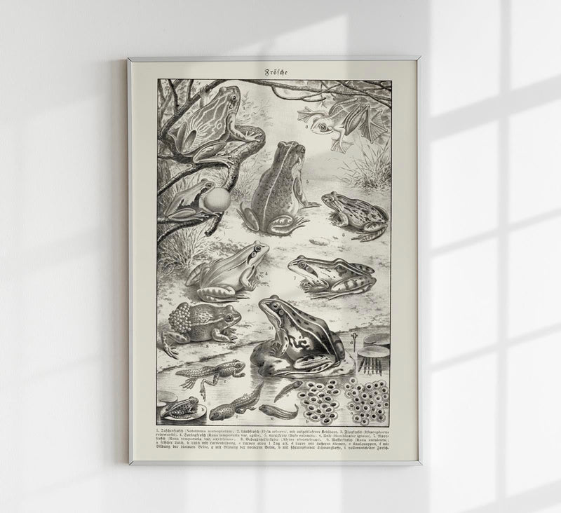 Frog Poster – Vintage Illustration Kunstdruck — Patroa Studio