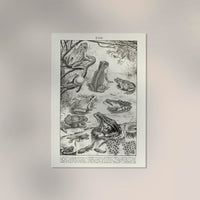Frog Poster - Vintage Illustration Art Print — Ansicht 2