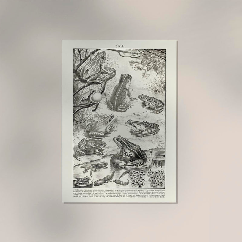 Frog Poster - Vintage Illustration Art Print — Ansicht 2