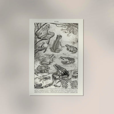 Frog Poster – Vintage Illustration Kunstdruck