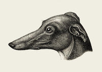 Grey Dog Poster – Vintage Illustration Druck — Ansicht 3