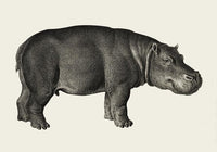 Hippo Poster Fine Art Print Patroa Studio Wandbild Modern — Ansicht 3