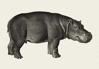 Hippo Poster – Fine Art Print | Premium Canvas | Modernes Design