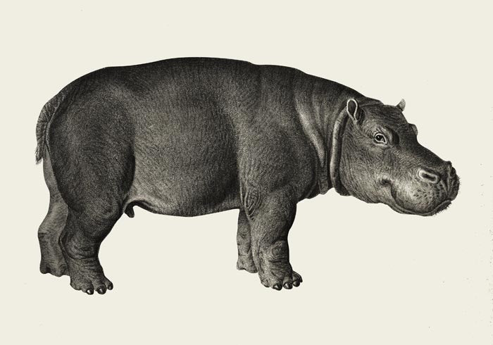Hippo Poster Fine Art Print Patroa Studio Wandbild Modern — Ansicht 3