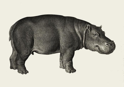Hippo Poster Fine Art Print Patroa Studio Wandbild Modern