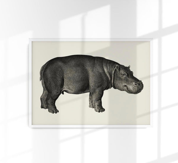 Hippo Poster Fine Art Print Patroa Studio Wandbild Modern