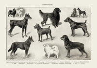 Dog breeds I Poster – Schwarzweiß Illustration von Patroa Studio — Ansicht 3