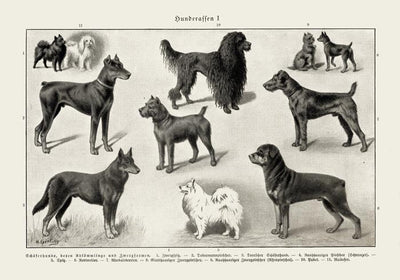 Dog breeds I Poster – Schwarzweiß Illustration von Patroa Studio