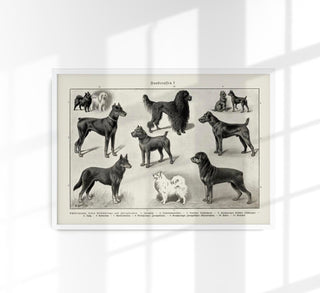 Dog Breeds I Poster – Black and White Illustration by Patroa Studio