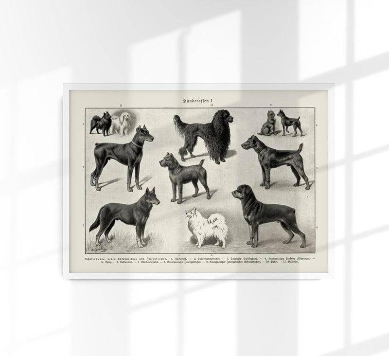 Dog breeds I Poster – Schwarzweiß Illustration von Patroa Studio — Patroa Studio