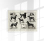 Dog breeds I Poster – Schwarzweiß Illustration von Patroa Studio