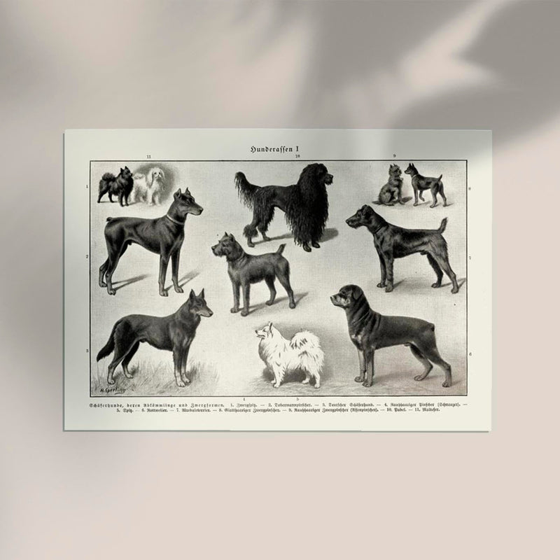 Dog breeds I Poster – Schwarzweiß Illustration von Patroa Studio — Ansicht 2