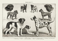 Dog Breeds II Poster - Vintage Illustration Black and White — Ansicht 3