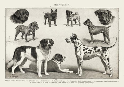 Dog Breeds II Poster - Vintage Illustration Black and White