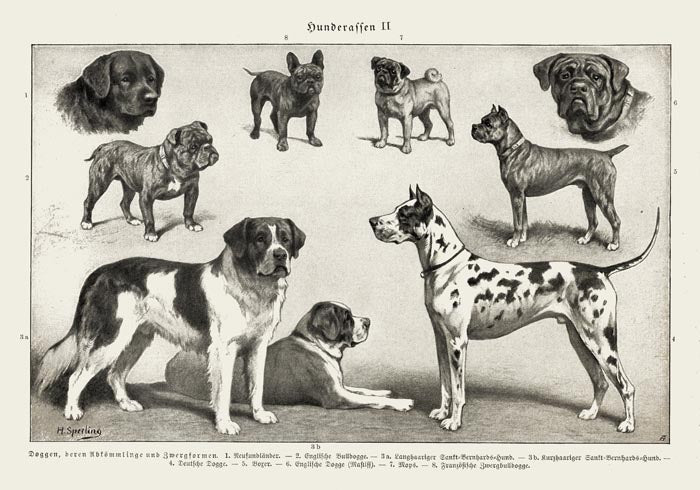 Dog Breeds II Poster - Vintage Illustration Black and White — Ansicht 3