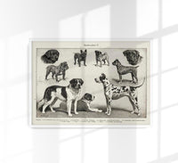 Dog Breeds II Poster - Vintage Illustration Black and White — Ansicht 1