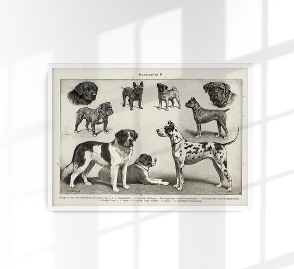 Dog Breeds II Poster - Vintage Illustration Black and White
