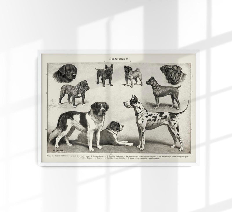Dog Breeds II Poster - Vintage Illustration Black and White — Patroa Studio