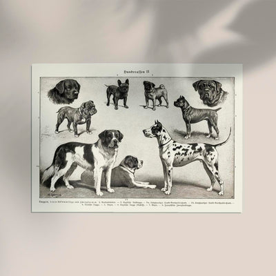 Dog Breeds II Poster - Vintage Illustration Black and White