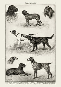 Dog breeds III Poster – Vintage Illustration Kunstdruck — Ansicht 3
