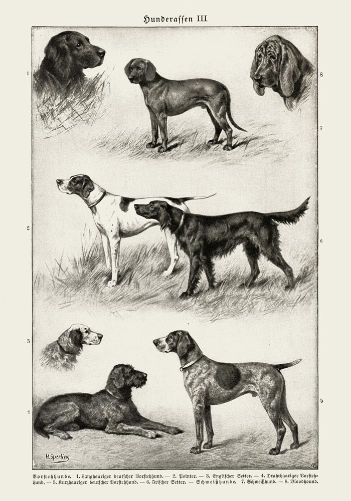 Dog breeds III Poster – Vintage Illustration Kunstdruck — Ansicht 3
