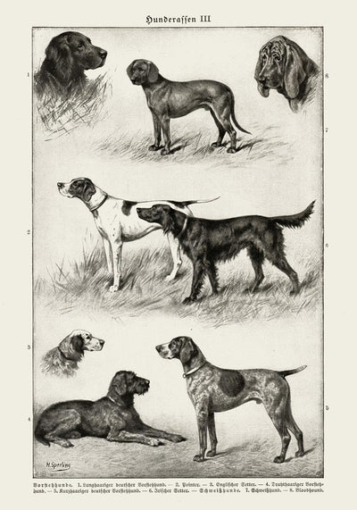 Dog Breeds III Poster – Vintage Illustration Art Print