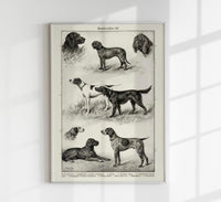 Dog breeds III Poster – Vintage Illustration Kunstdruck — Ansicht 1