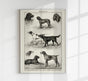 Dog breeds III Poster – Vintage Illustration Kunstdruck