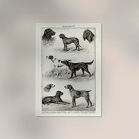 Dog breeds III Poster – Vintage Illustration Kunstdruck — Ansicht 2