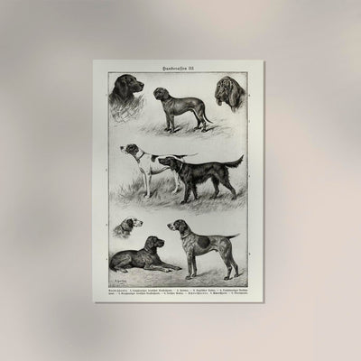 Dog Breeds III Poster – Vintage Illustration Art Print