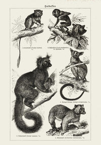 Half Monkeys Poster – Vintage Illustration Kunstdruck — Ansicht 3