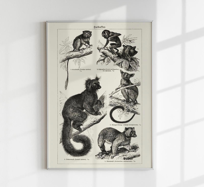 Half Monkeys Poster – Vintage Illustration Kunstdruck — Patroa Studio